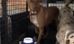 狗狗最新爆料视频大全集,萌宠瞬间，笑料横生